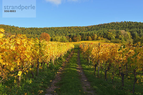 Weg Herbst Bayern Franken Deutschland Weinberg