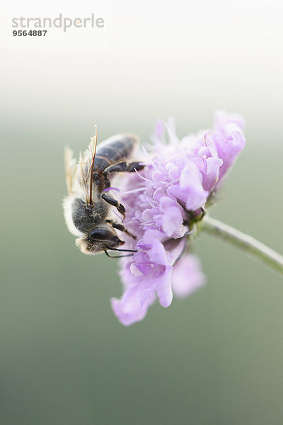 Honigbiene Apis mellifera Blume europäisch Sommer Close-up Bayern Deutschland Oberpfalz