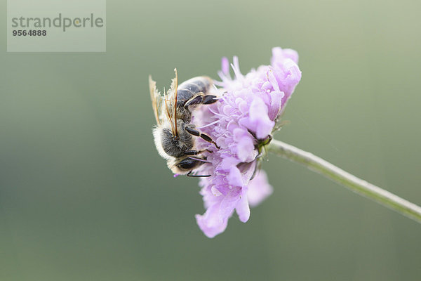 Honigbiene Apis mellifera Blume europäisch Sommer Close-up Bayern Deutschland Oberpfalz