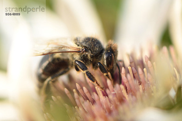 Honigbiene Apis mellifera Blume europäisch Sommer Close-up Bayern Deutschland Oberpfalz