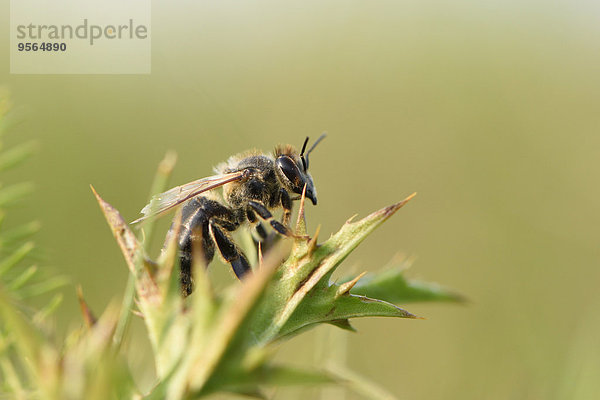 Honigbiene Apis mellifera europäisch Sommer Close-up Bayern Deutschland Oberpfalz