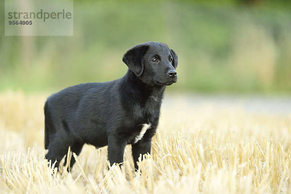stehend Sommer schwarz mischen Feld Labrador Retriever Bayern Deutschland Mixed Oberpfalz