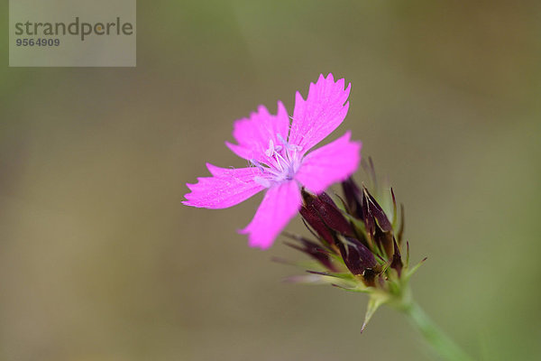 Sommer Close-up pink Bartnelke Dianthus barbatus Bayern Deutschland Oberpfalz