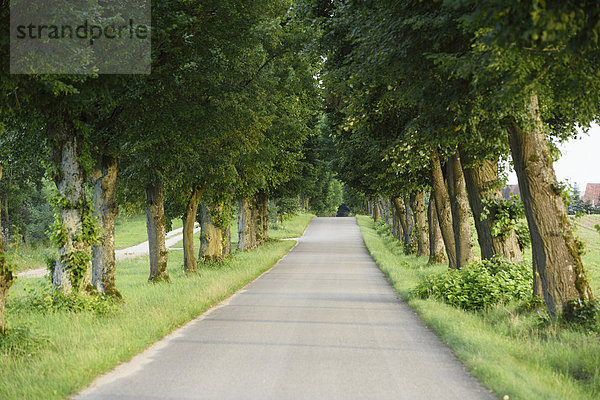 Landschaftlich schön landschaftlich reizvoll Sommer Baum Straße Menschenreihe Bayern Franken Deutschland