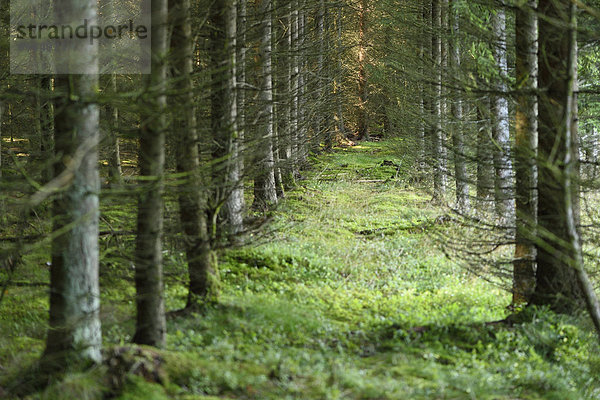 Fichte Tanne Sommer Landschaft Wald Norwegen Bayern Deutschland Oberpfalz