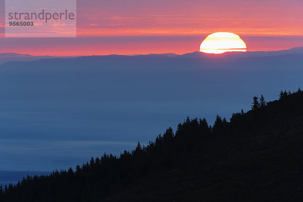 Frankreich Baum Silhouette Sonnenaufgang Fichte Elsass Vosges