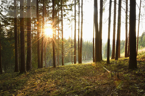 Fichte Tanne Sommer Landschaft Sonnenaufgang Wald Norwegen früh Bayern Deutschland
