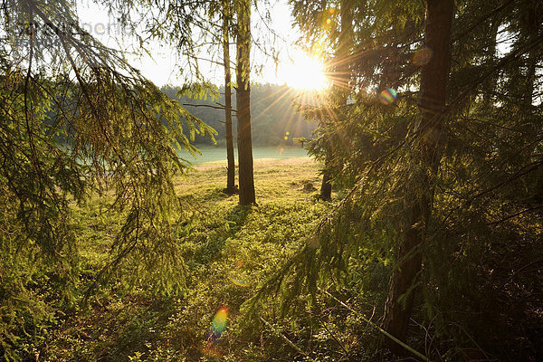 Fichte Tanne Sommer Landschaft Sonnenaufgang Wald Norwegen früh Bayern Deutschland