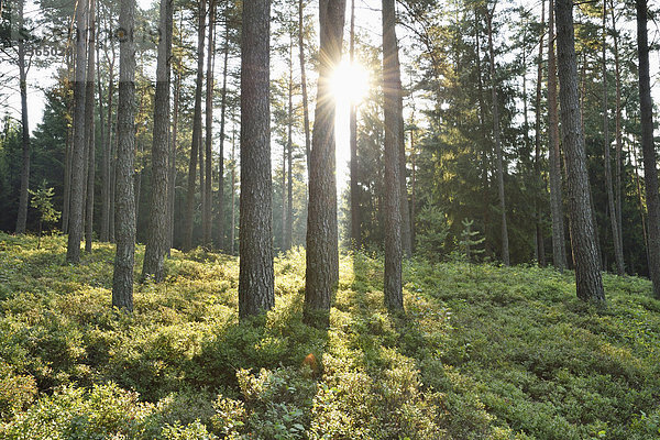 Sommer Landschaft Sonnenaufgang Wald früh Kiefer Pinus sylvestris Kiefern Föhren Pinie Bayern Deutschland