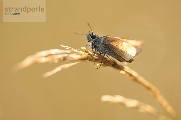 Dickkopffalter Hesperiidae Sommer klein Close-up früh Schmetterling Wiese Gras Bayern Deutschland Stängel