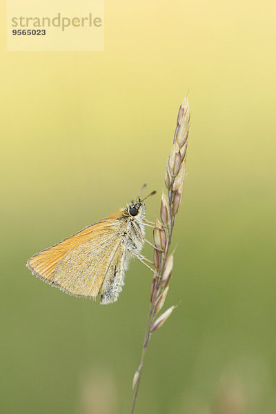 Dickkopffalter Hesperiidae Sommer klein Close-up früh Schmetterling Wiese Gras Bayern Deutschland Stängel