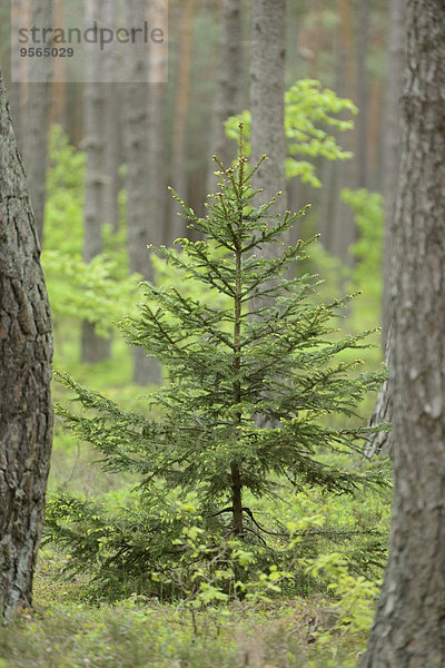 Fichte Tanne Baum Wald Norwegen Kiefer Pinus sylvestris Kiefern Föhren Pinie Bayern Deutschland Oberpfalz