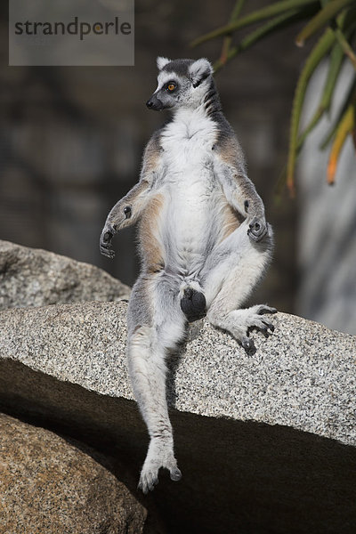 Volle Länge des Lemurs beim Sitzen auf Stein im Freien