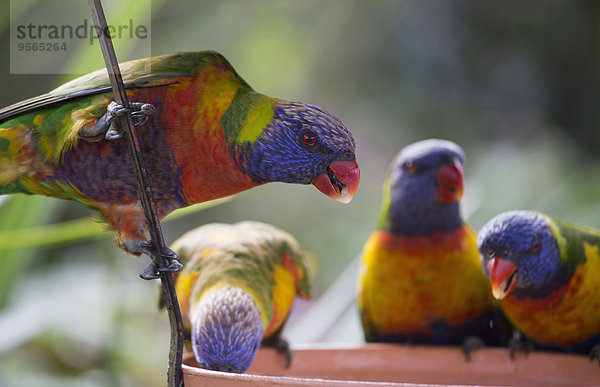 Regenbogen-Lorikeets auf Fütterungsbehälter gehockt