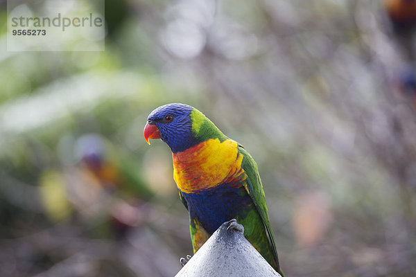 Regenbogen-Lorikeet auf Stein