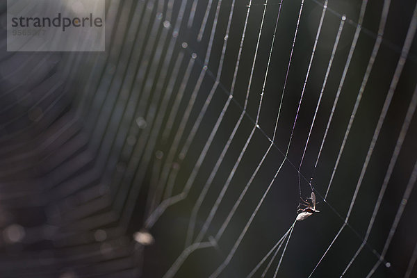 Fliege gefangen im Spinnennetz