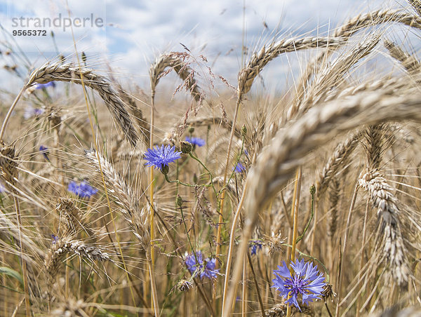 Blumen und Pflanzen auf dem Feld