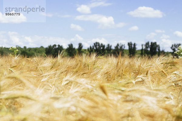 Landwirtschaftliches Feld gegen bewölkten Himmel