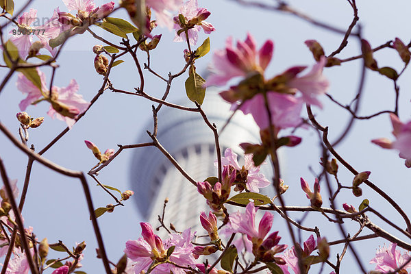 Niederwinkelansicht der Kirschblütenzweige gegen den Tokyo Skytree
