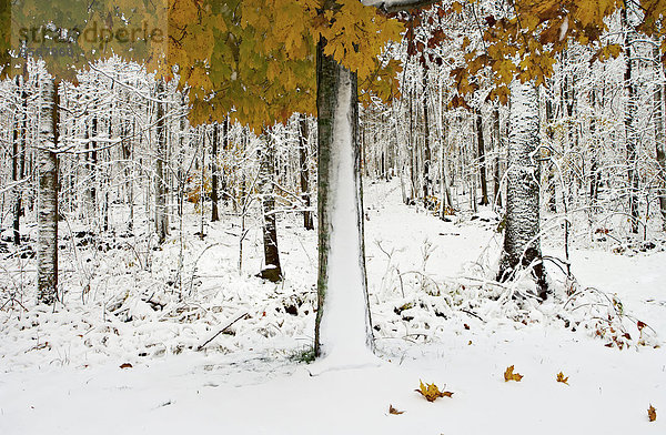 Blick auf schneebedeckten Wald mit bunten Herbstblättern