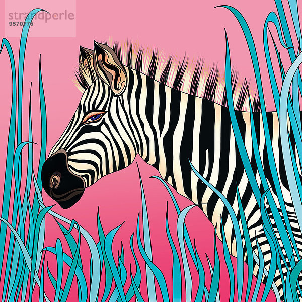 Zebra auf pinkfarbenem Hintergrund