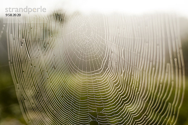 Außenaufnahme Spinnwebe Close-up freie Natur Spinne