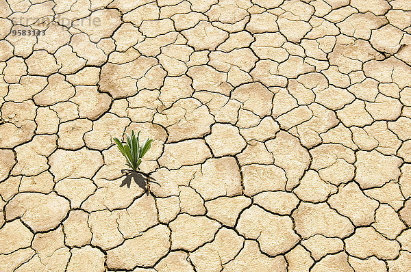 Erde Erdreich Boden grün Wachstum trocken Pflanze zerreißen