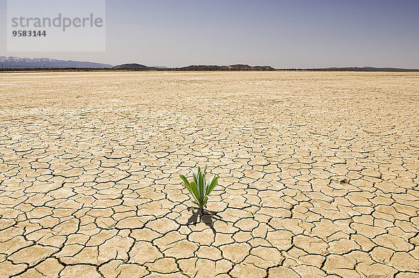 Erde Erdreich Boden Landschaft grün Wachstum trocken Wüste Pflanze zerreißen