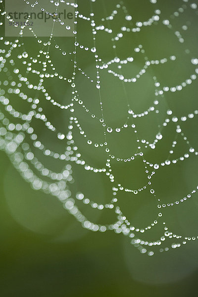 Außenaufnahme Wasser Spinnwebe Wassertropfen Tropfen Close-up freie Natur Spinne