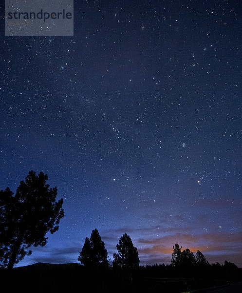 sternförmig Nacht Baum Silhouette Himmel unterhalb