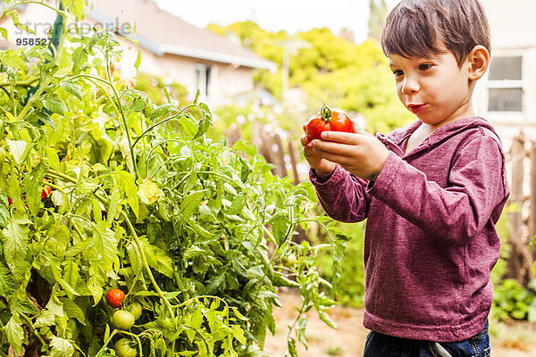 Junge - Person halten mischen Garten Tomate Mixed