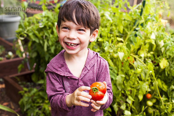 Junge - Person halten mischen Garten Tomate Mixed