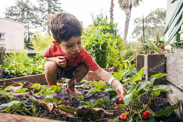 Junge - Person mischen Garten Erdbeere aufheben Mixed
