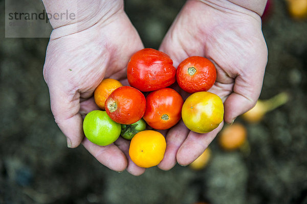 halten Vielfalt Close-up Tomate