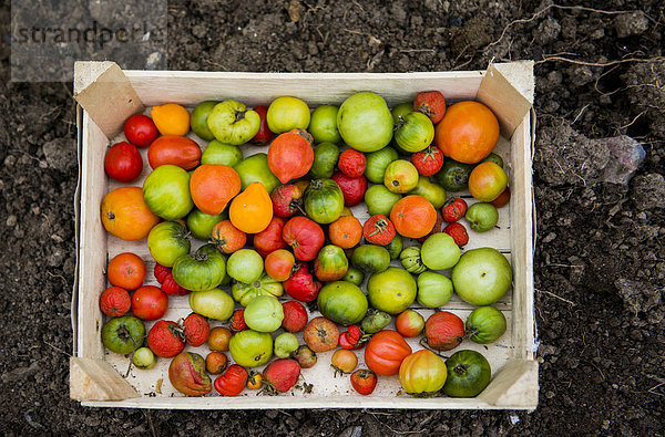Vielfalt Close-up Tomate