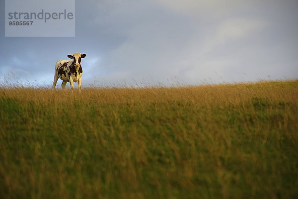 Hausrind Hausrinder Kuh stehend Feld Wiese Kuh