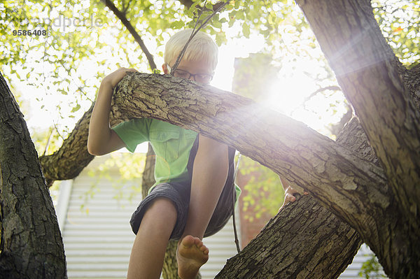 niedrig Europäer Junge - Person Baum Ansicht Flachwinkelansicht Winkel klettern