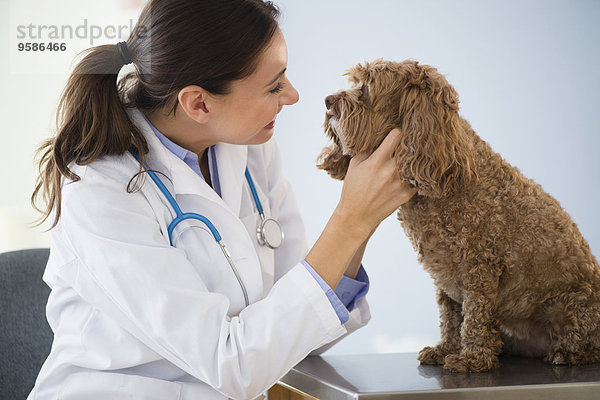 Europäer Prüfung Hund Tierarzt