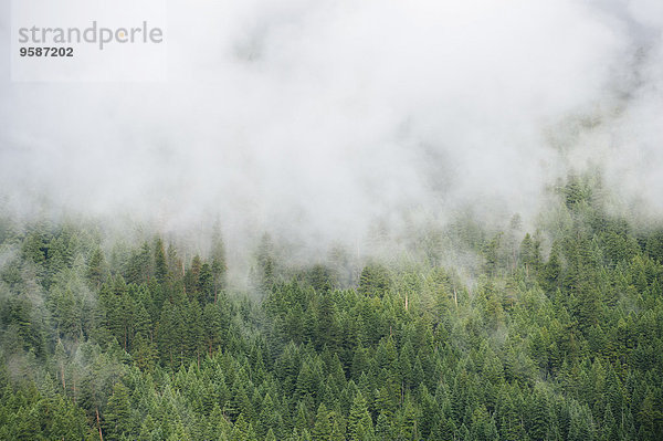 Berg über Wald Nebel immergrünes Gehölz Baumkrone