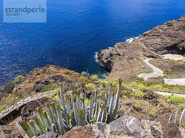 Spanien  Kanarische Inseln  La Palma  Tijarafe  Kanarische Wolfsmilch an der Felsküste