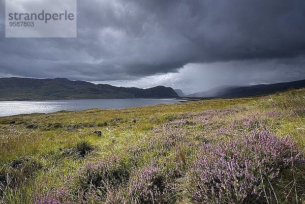Großbritannien  Schottland  Highlands  Loch Eriboll  Heide