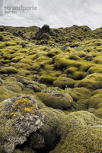 Island  Skaftareldahraun  Lavafeld