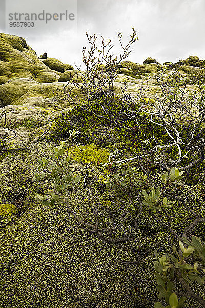 Island  Skaftareldahraun  Lavafeld