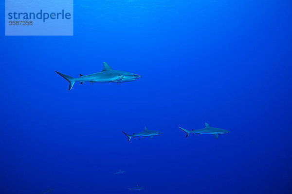 Ozeanien  Mikronesien  Yap  Graue Riffhaie  Carcharhinus amblyrhynchos  in Blauwasser