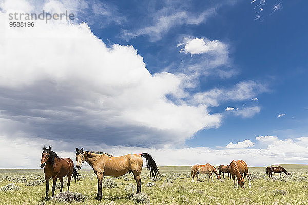 USA  Wyoming  Pferde auf Grasland