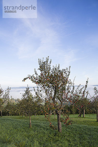 Deutschland  Baden-Württemberg  bei Tübingen  Neckartal  Apfelbäume