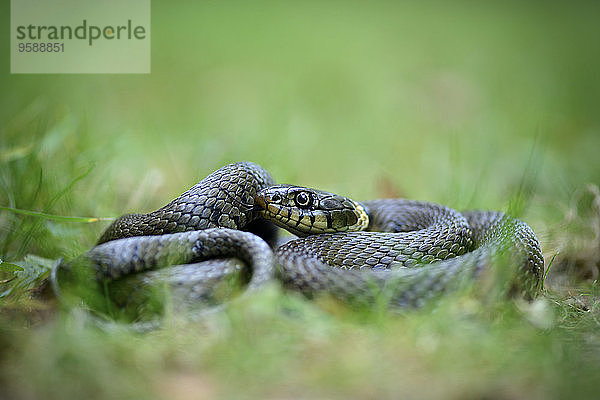 Ringelnatter  Natrix Natrix  auf einer Wiese liegend