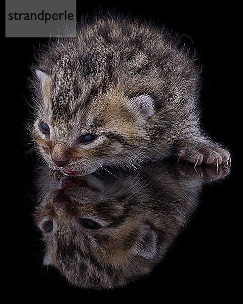 Kätzchen  Felis Silvestris Catus  mit Spiegelung auf schwarzem Grund