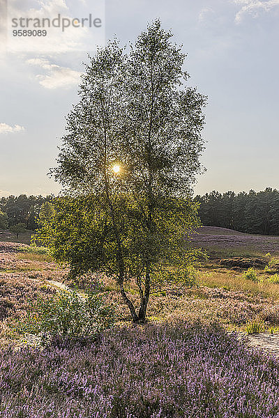 Deutschland  Niedersachsen  Gifhorn  Gifhorn Heide  Birke gegen die Sonne