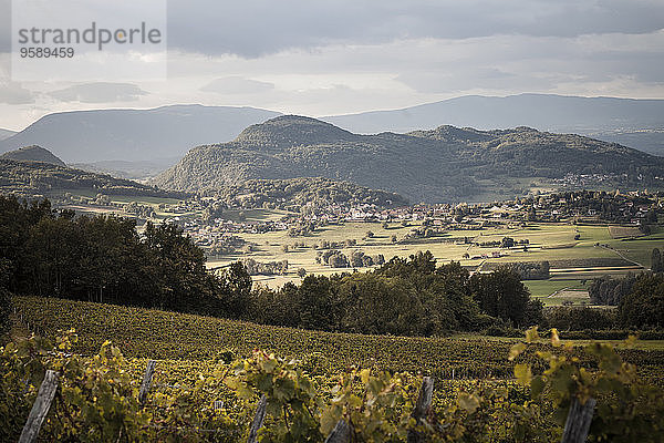 Frankreich  Savoyen  Jongieux  Rhonetal  Weinberge im Spätsommer